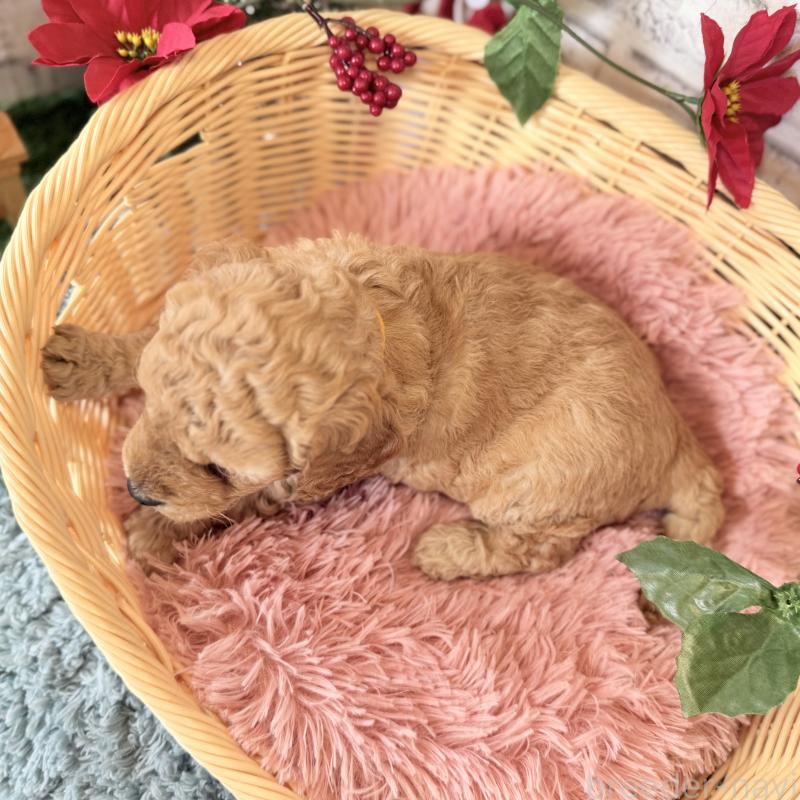 成約済の埼玉県のゴールデンドゥードル:ゴールデンレトリーバー×プードル-423525の11枚目