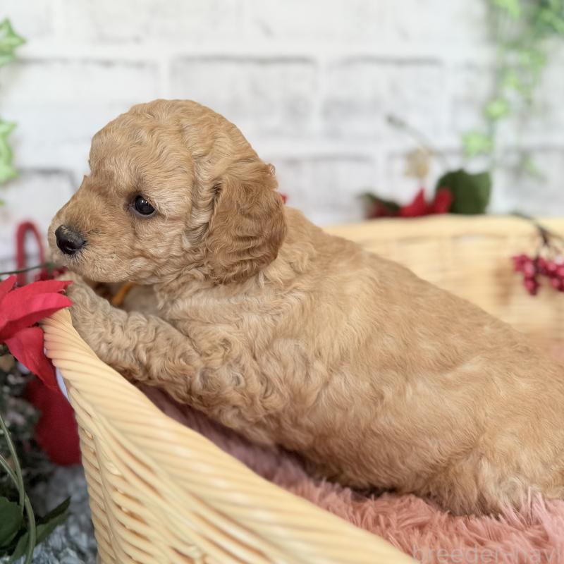 成約済の埼玉県のゴールデンドゥードル:ゴールデンレトリーバー×プードル-423525の10枚目