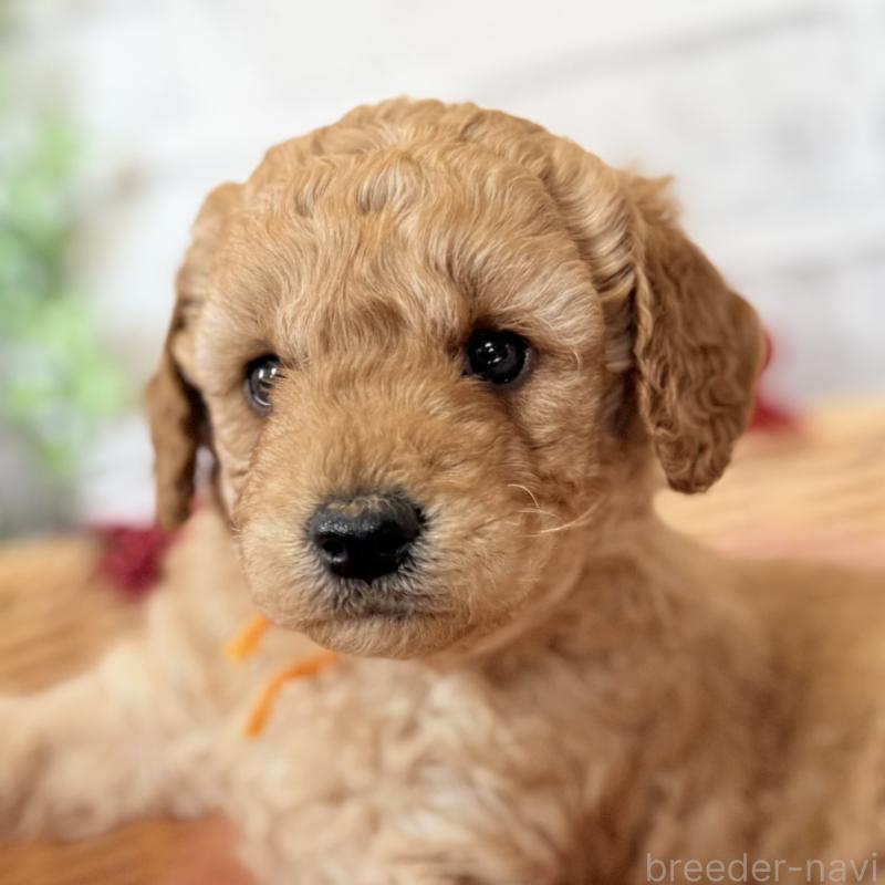 成約済の埼玉県のゴールデンドゥードル:ゴールデンレトリーバー×プードル-423525の9枚目