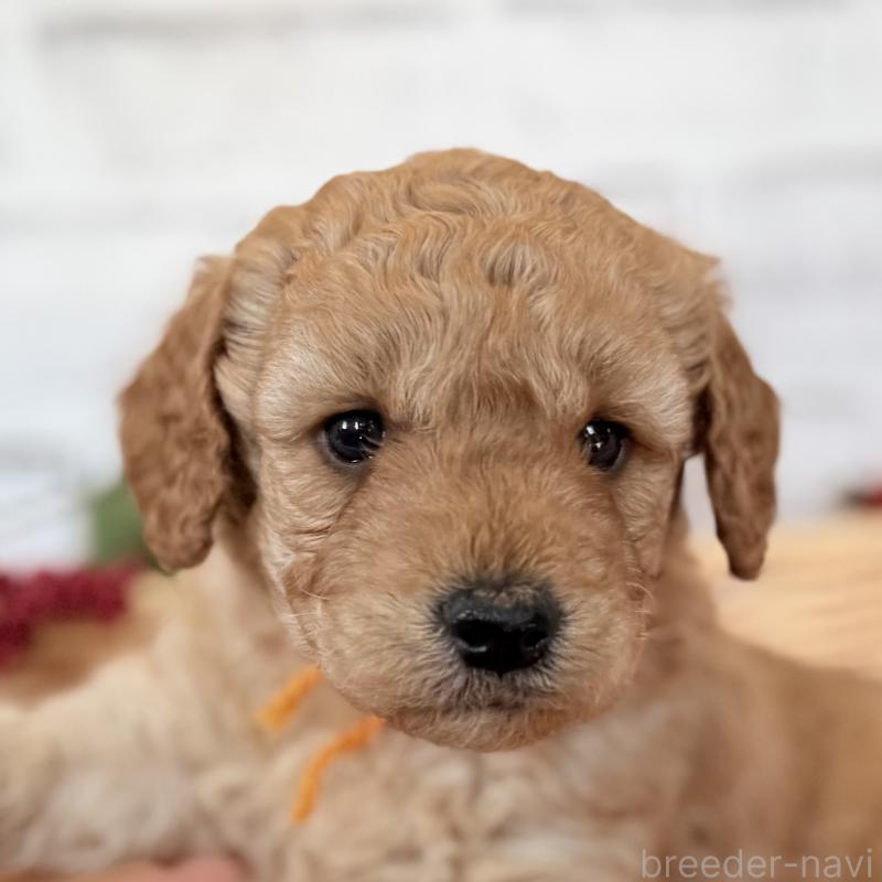 成約済の埼玉県のゴールデンドゥードル:ゴールデンレトリーバー×プードル-423525の8枚目