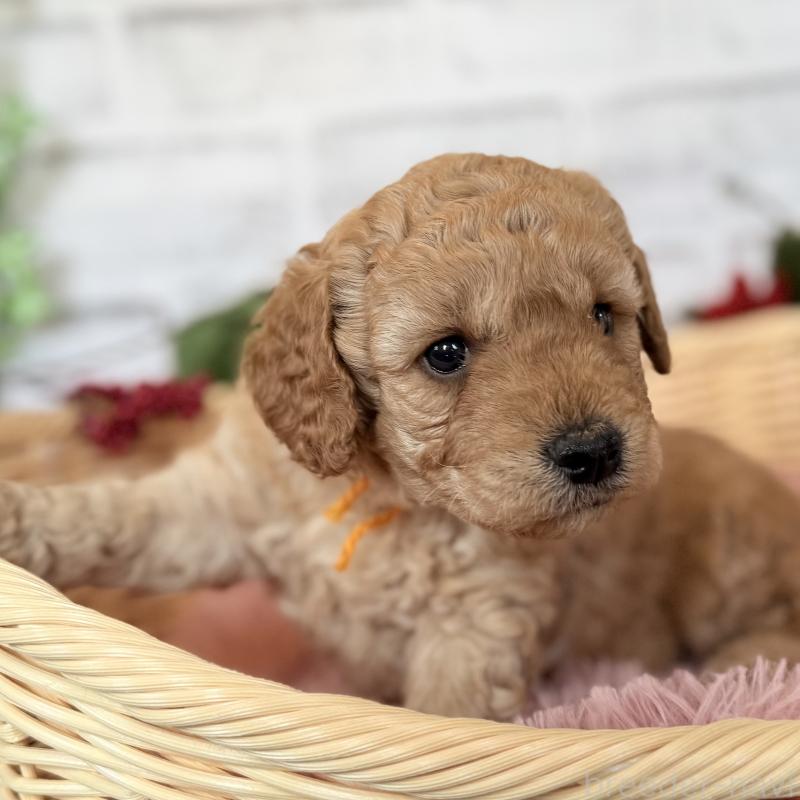 成約済の埼玉県のゴールデンドゥードル:ゴールデンレトリーバー×プードル-423525の7枚目