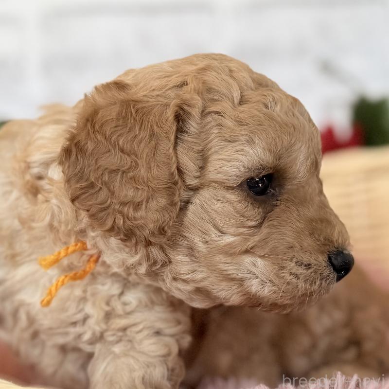 成約済の埼玉県のゴールデンドゥードル:ゴールデンレトリーバー×プードル-423525の6枚目