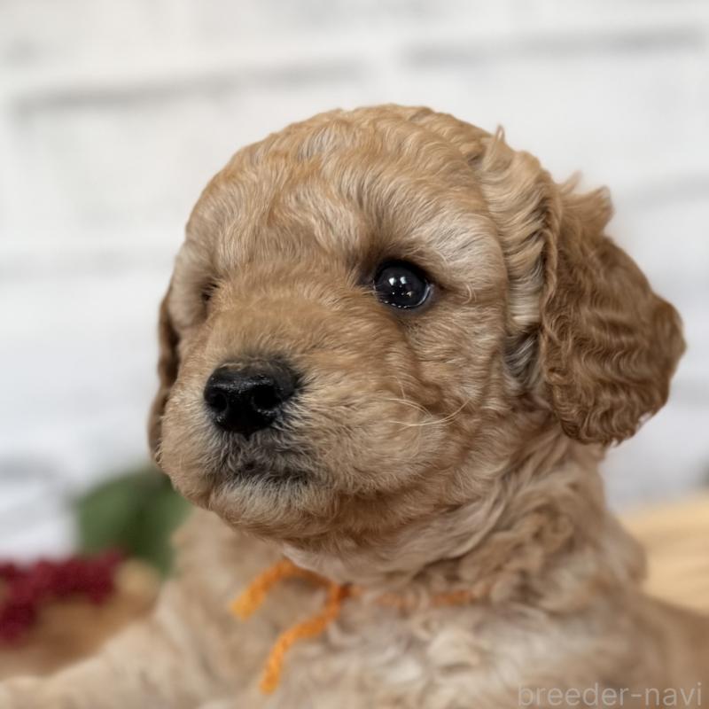 成約済の埼玉県のゴールデンドゥードル:ゴールデンレトリーバー×プードル-423525の5枚目