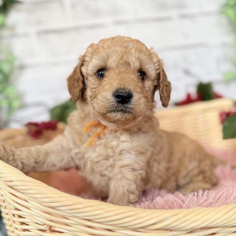 成約済の埼玉県のゴールデンドゥードル:ゴールデンレトリーバー×プードル-423525の4枚目