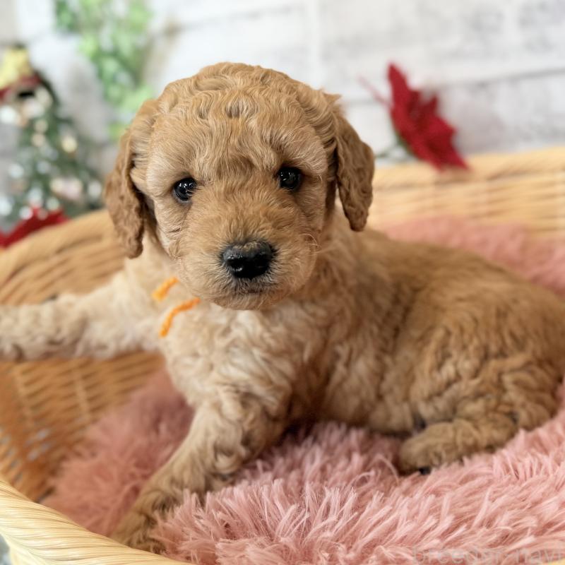 成約済の埼玉県のゴールデンドゥードル:ゴールデンレトリーバー×プードル-423525の3枚目