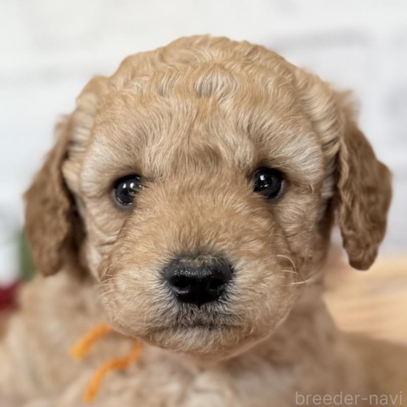 成約済の埼玉県のゴールデンドゥードル:ゴールデンレトリーバー×プードル-423525の2枚目