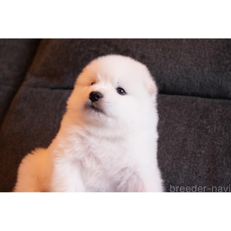 成約済の群馬県のサモエド-424049の10枚目