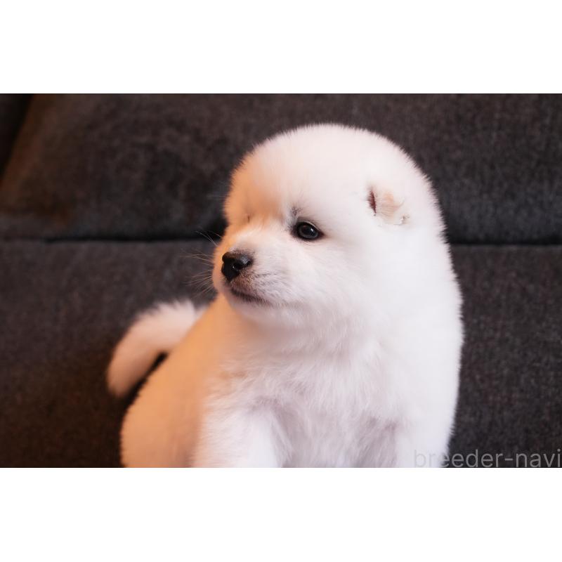 成約済の群馬県のサモエド-424049の9枚目