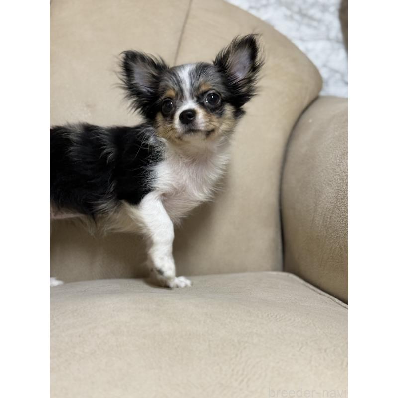 販売中の徳島県のチワワ(ロングコート)-427123の12枚目