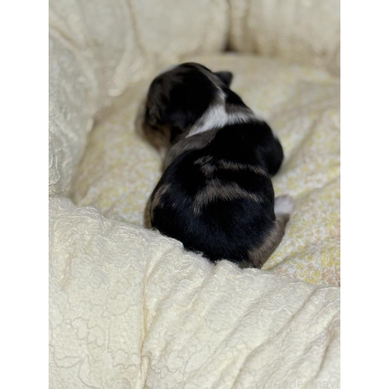 販売中の徳島県のチワワ(ロングコート)-427123の11枚目