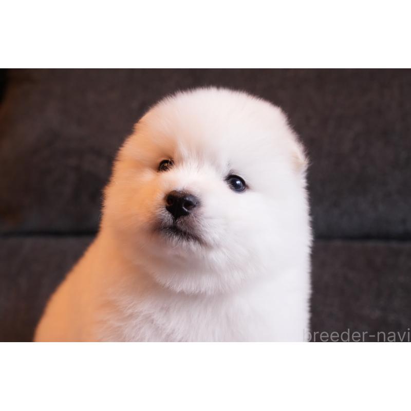 成約済の群馬県のサモエド-424049の8枚目