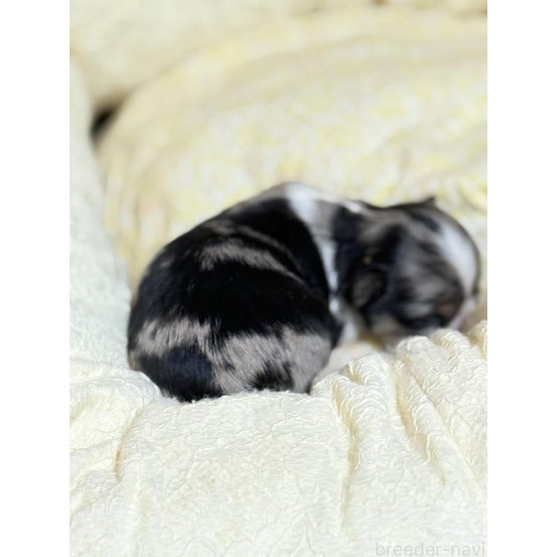 販売中の徳島県のチワワ(ロングコート)-427123の10枚目