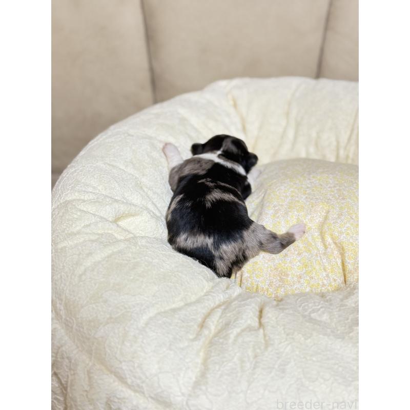 販売中の徳島県のチワワ(ロングコート)-427123の9枚目