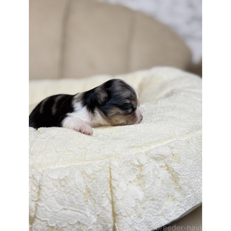 販売中の徳島県のチワワ(ロングコート)-427123の8枚目