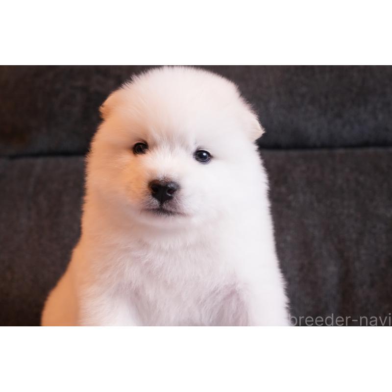 成約済の群馬県のサモエド-424049の6枚目