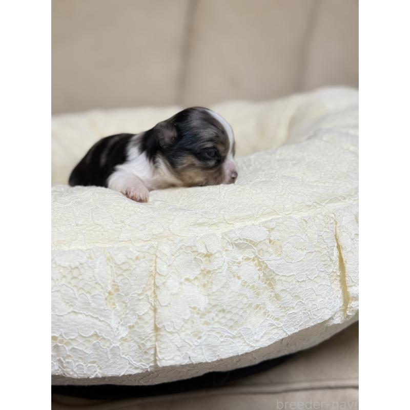 販売中の徳島県のチワワ(ロングコート)-427123の7枚目