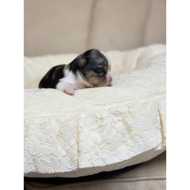 販売中の徳島県のチワワ(ロングコート)-427123の6枚目