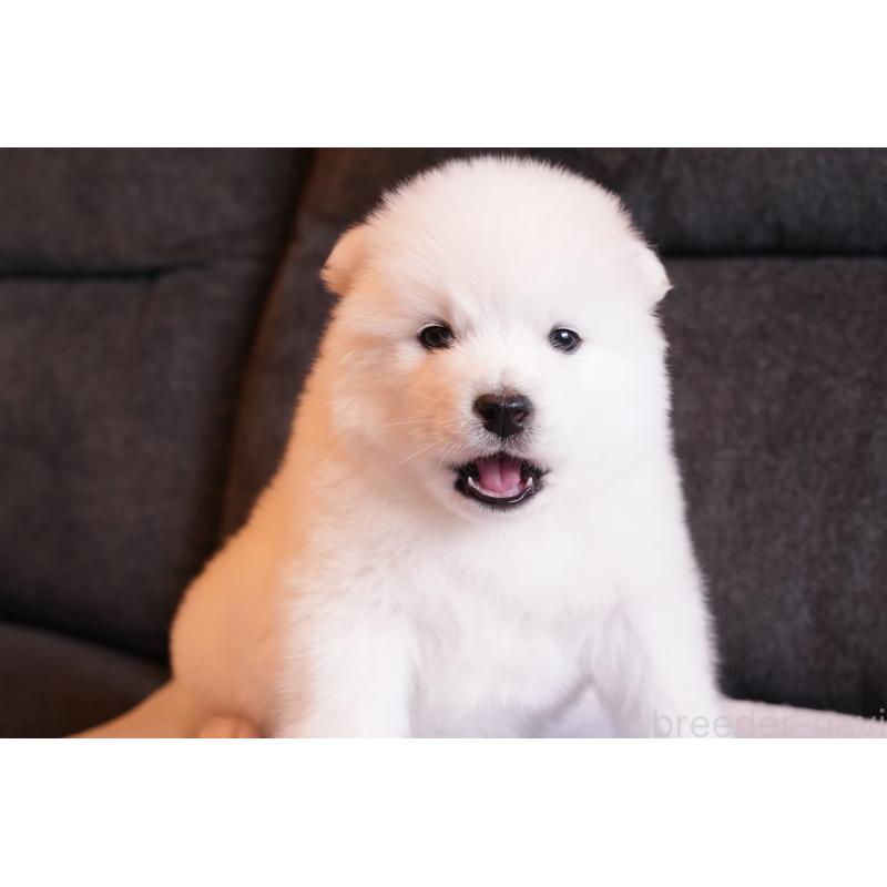 成約済の群馬県のサモエド-424049の5枚目