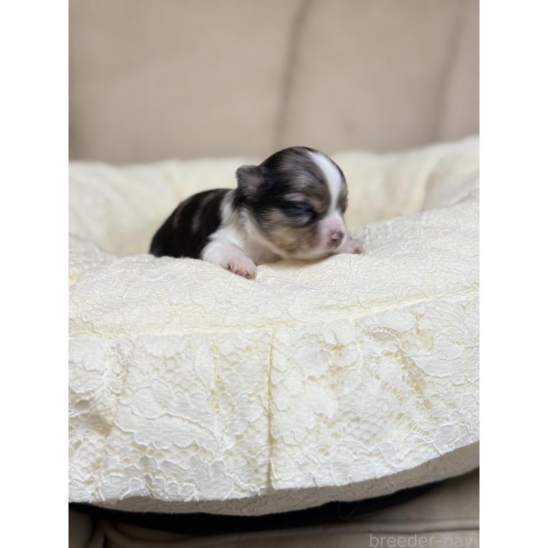 販売中の徳島県のチワワ(ロングコート)-427123の5枚目