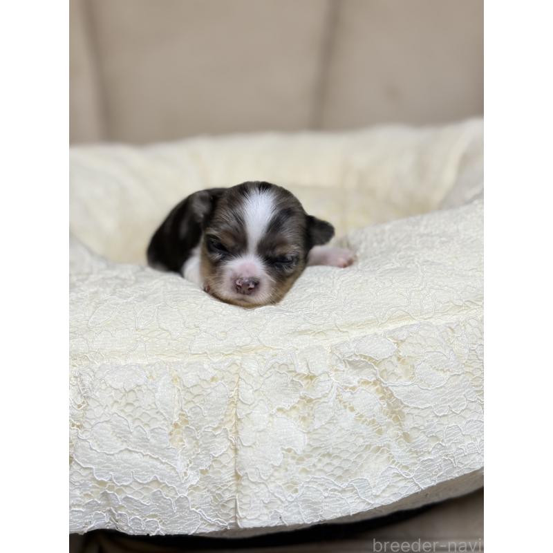 販売中の徳島県のチワワ(ロングコート)-427123の4枚目