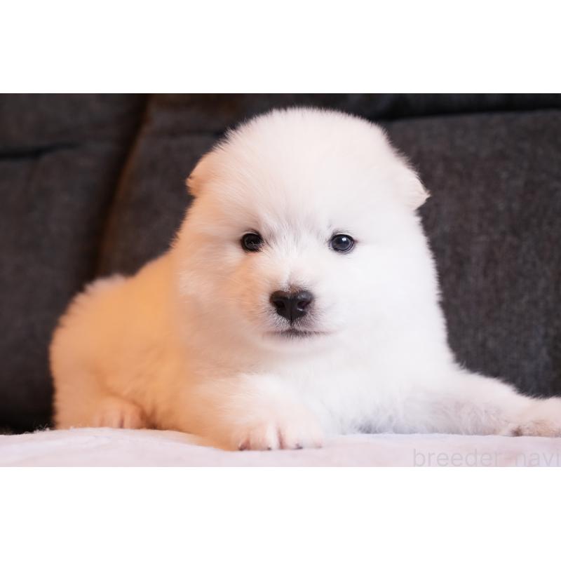 成約済の群馬県のサモエド-424049の4枚目