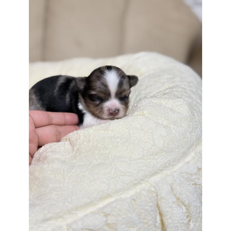 販売中の徳島県のチワワ(ロングコート)-427123の3枚目