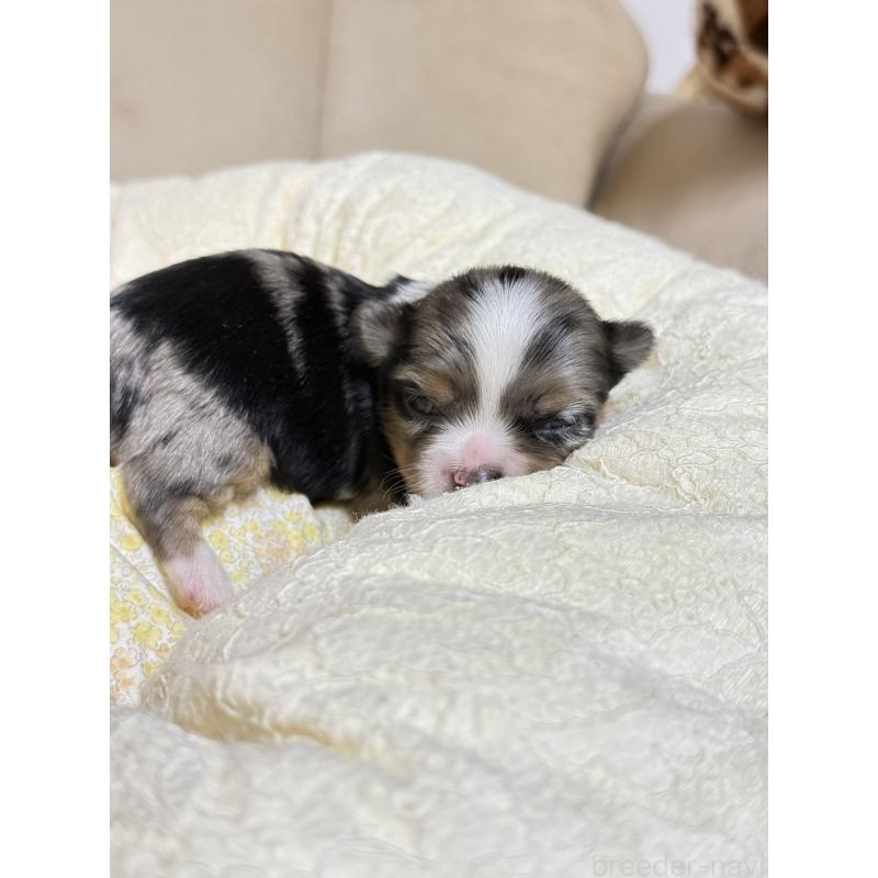 販売中の徳島県のチワワ(ロングコート)-427123の2枚目