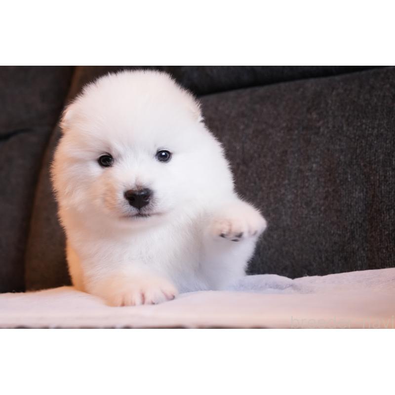 成約済の群馬県のサモエド-424049の3枚目