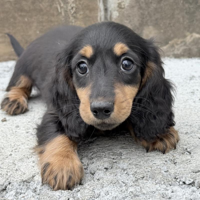 販売中の埼玉県のミニチュアダックスフンド(ロングヘアード)-422536