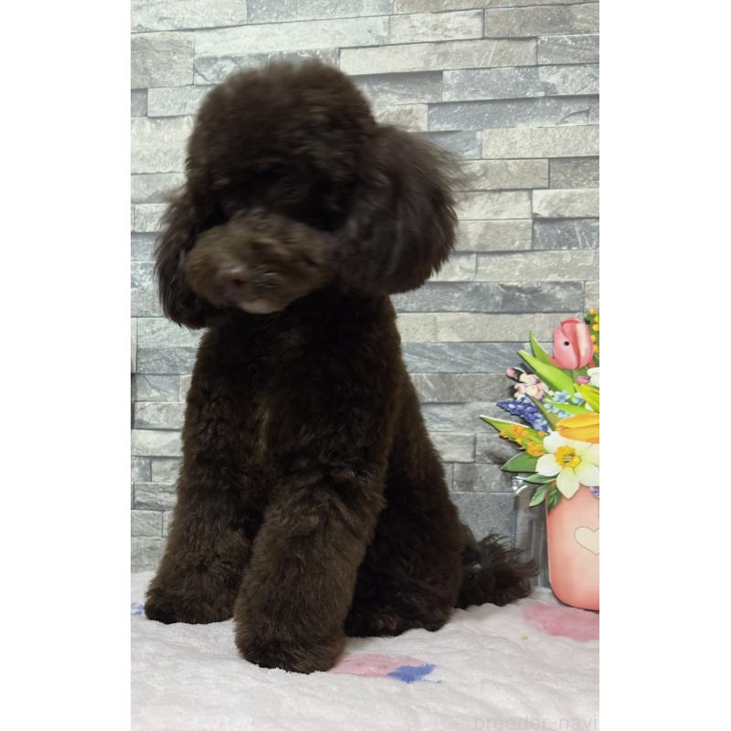 販売中の兵庫県のトイプードル-421512