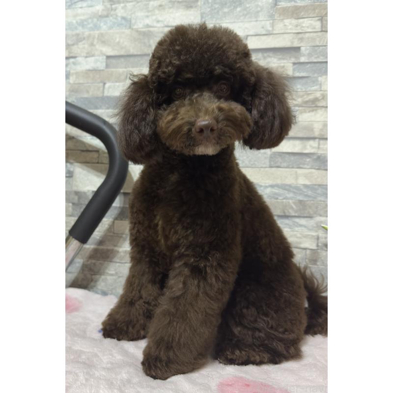 販売中の兵庫県のトイプードル-421512の5枚目