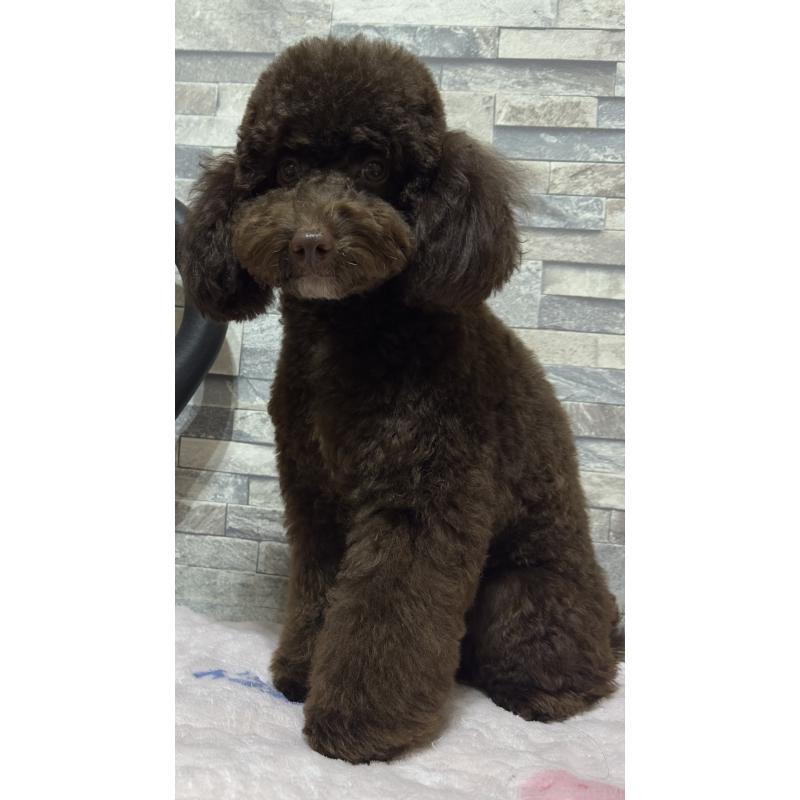 販売中の兵庫県のトイプードル-421512の4枚目