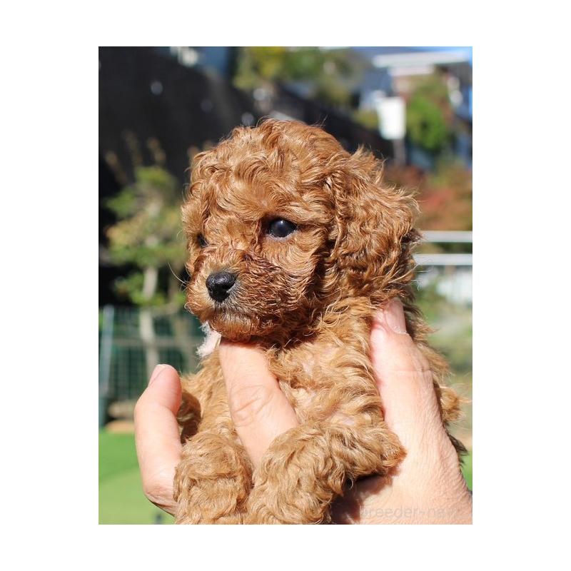 販売中の愛知県のティーカッププードル-427126の5枚目