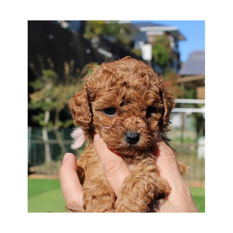 販売中の愛知県のティーカッププードル-427126の4枚目