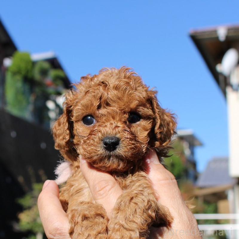 販売中の愛知県のティーカッププードル-427126の3枚目