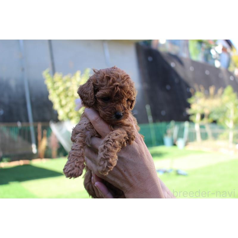 販売中の愛知県のティーカッププードル-427126の2枚目