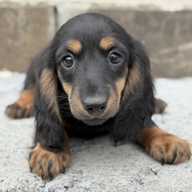 成約済の埼玉県のミニチュアダックスフンド(ロングヘアード)-422531の12枚目