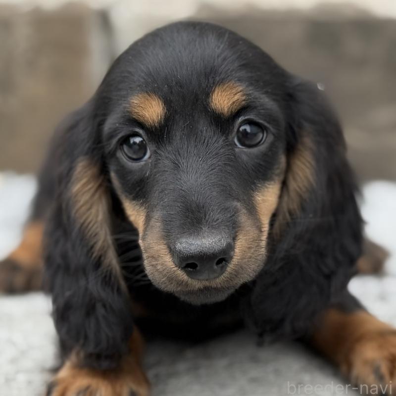 成約済の埼玉県のミニチュアダックスフンド(ロングヘアード)-422531の11枚目