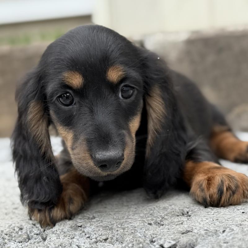成約済の埼玉県のミニチュアダックスフンド(ロングヘアード)-422531の10枚目