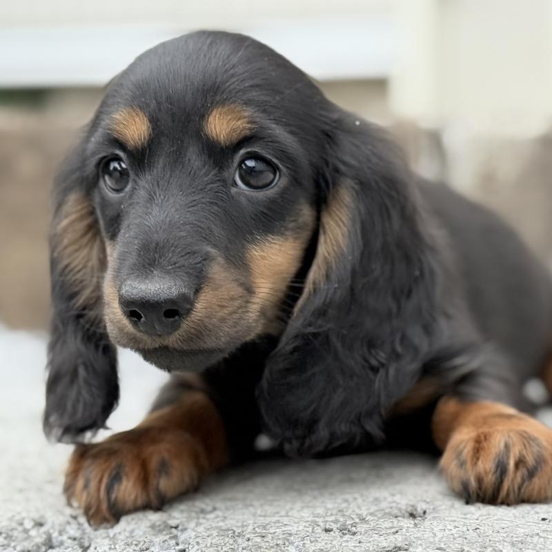 成約済の埼玉県のミニチュアダックスフンド(ロングヘアード)-422531の9枚目