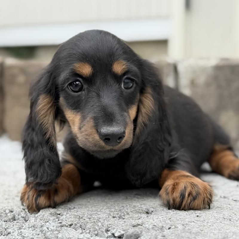 成約済の埼玉県のミニチュアダックスフンド(ロングヘアード)-422531の8枚目