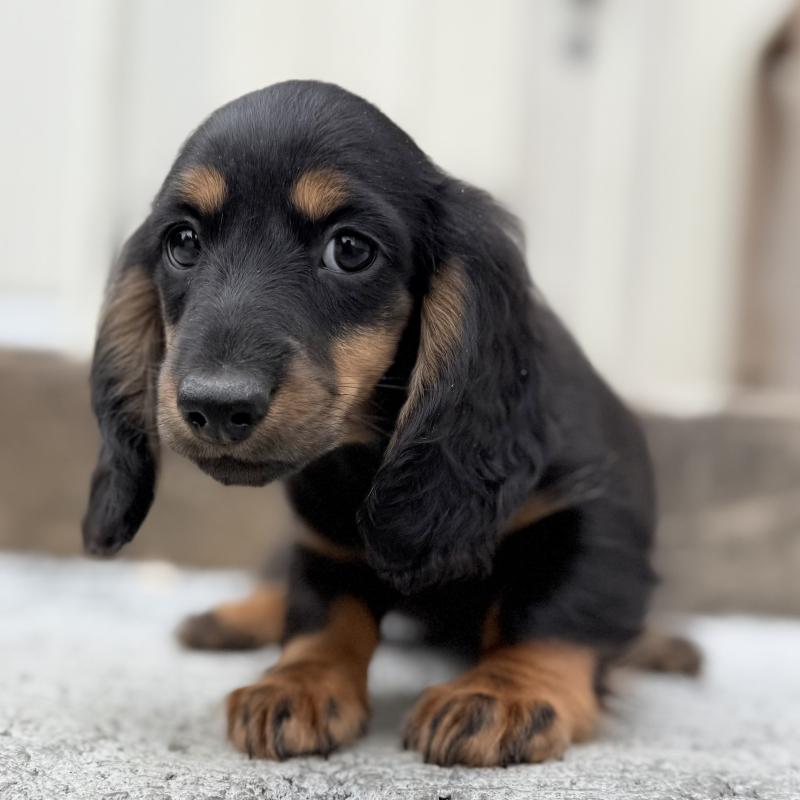 成約済の埼玉県のミニチュアダックスフンド(ロングヘアード)-422531の7枚目