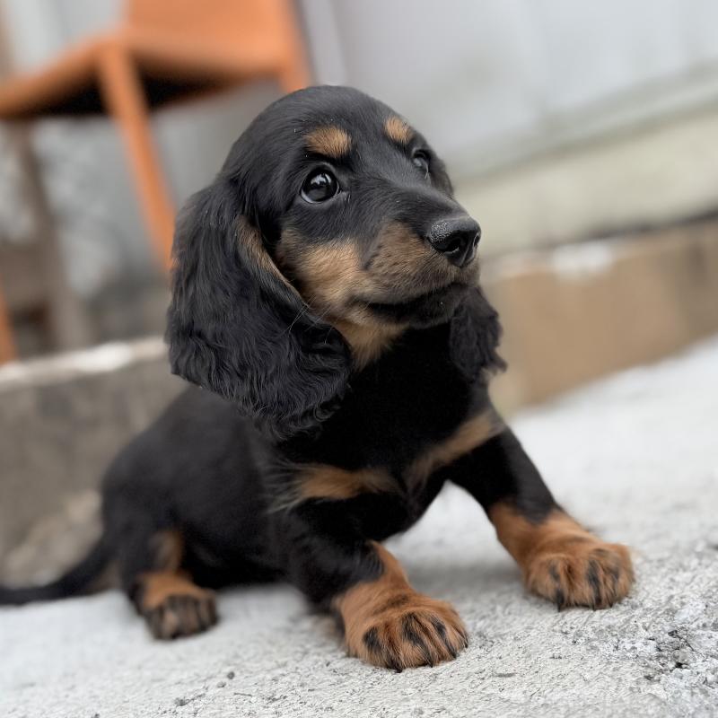 成約済の埼玉県のミニチュアダックスフンド(ロングヘアード)-422531の6枚目