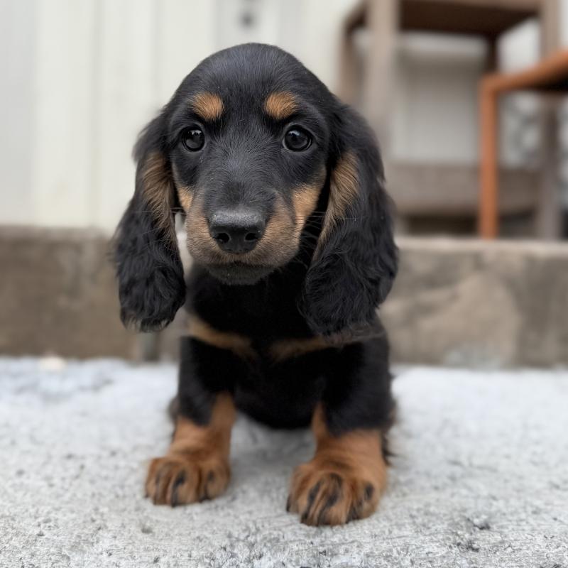 成約済の埼玉県のミニチュアダックスフンド(ロングヘアード)-422531の5枚目