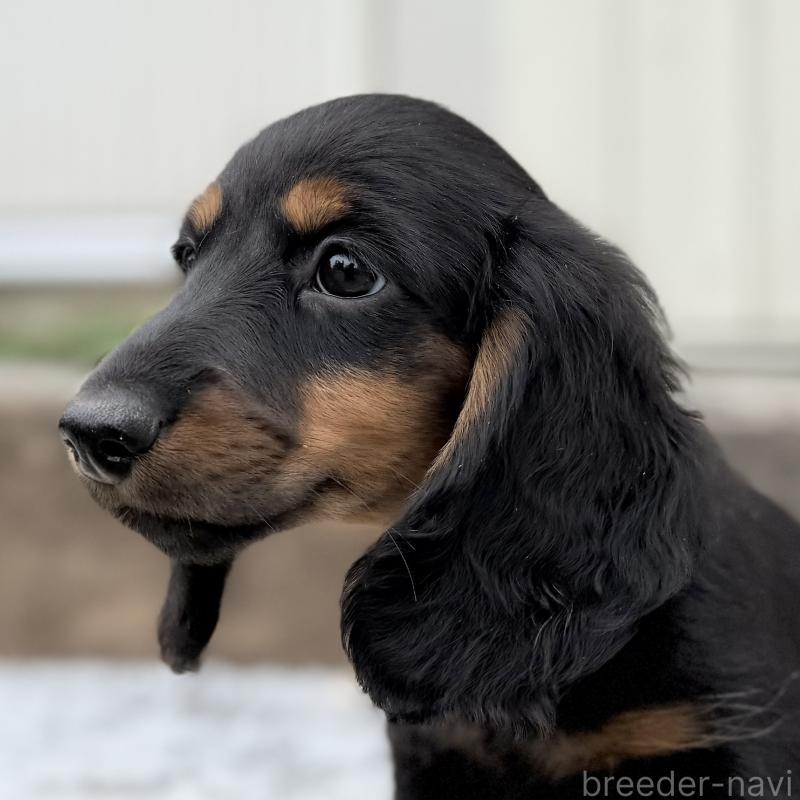 成約済の埼玉県のミニチュアダックスフンド(ロングヘアード)-422531の3枚目