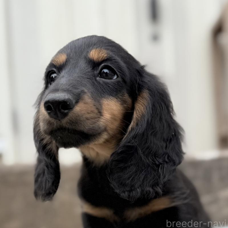 成約済の埼玉県のミニチュアダックスフンド(ロングヘアード)-422531の2枚目