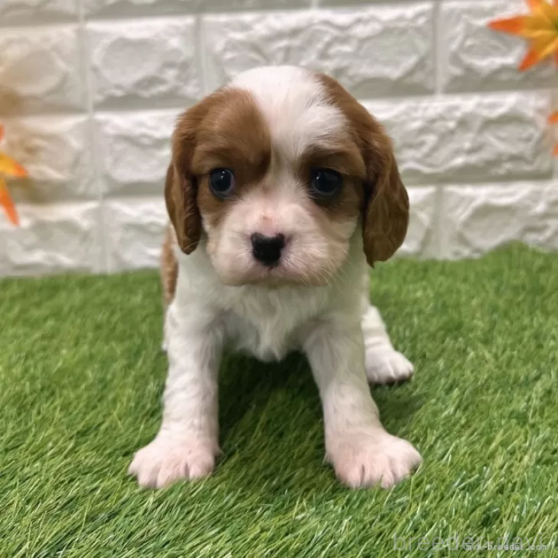 販売中の愛知県のキャバリアキングチャールズスパニエル-427125