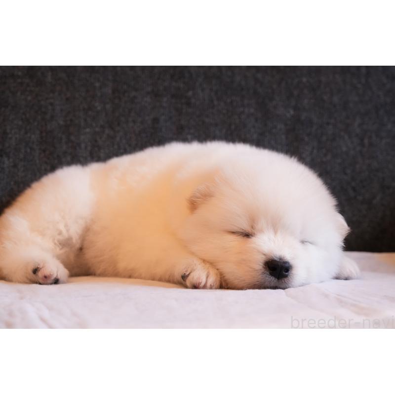 成約済の群馬県のサモエド-424057の13枚目