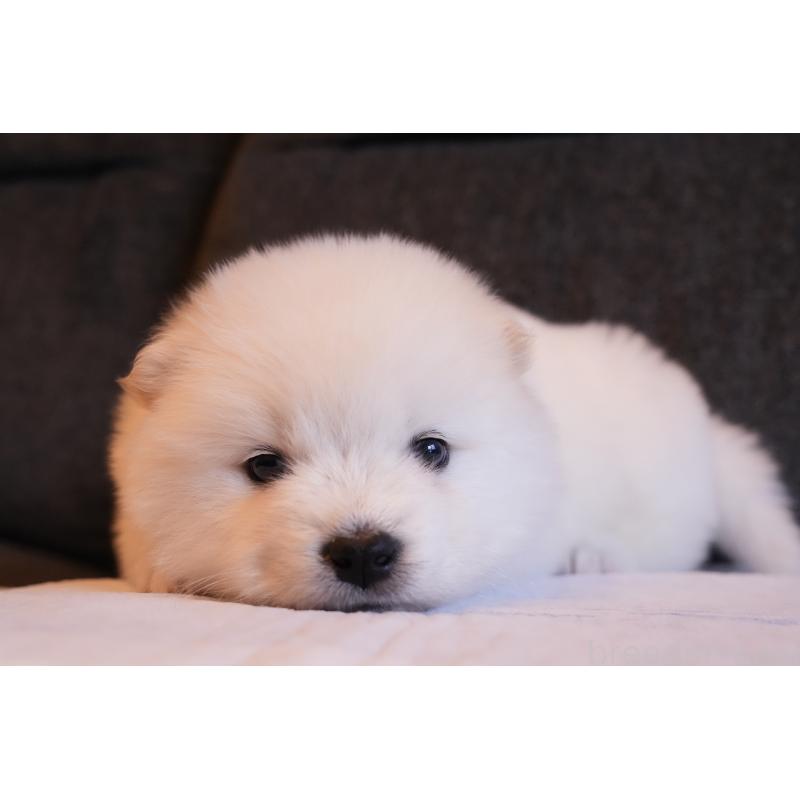 成約済の群馬県のサモエド-424057の12枚目