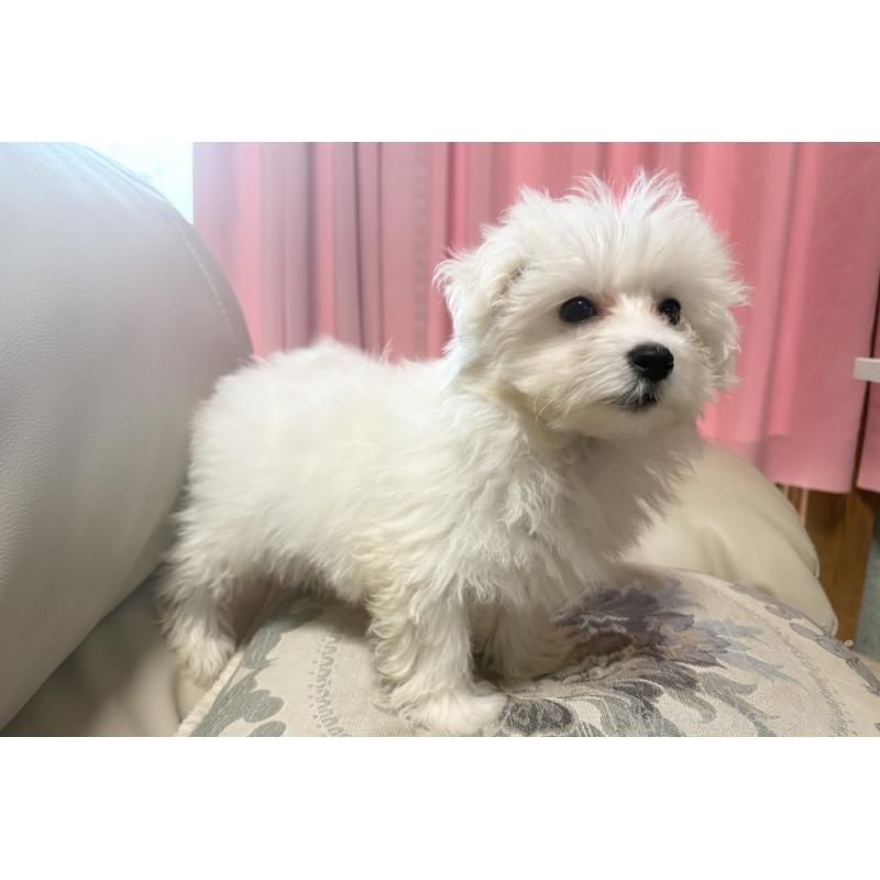 販売中の茨城県のマルプー:マルチーズ×トイプードル-421582の3枚目